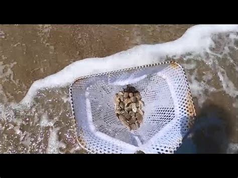 Easy Way To Catch Sand Fleas At The Beach With Only A Net Howto Sandfleas Fishing Youtube