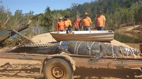 Monster Saltwater Crocodile Weighing Over 1300lbs Caught By Rangers In