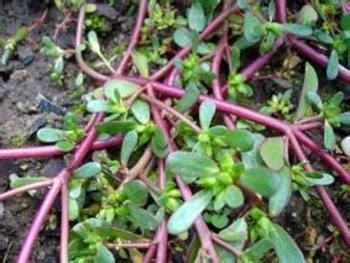 Épinglé sur Plantes sauvages comestibles