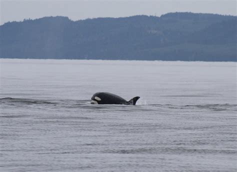 Transient Orca Sighting Increasing In The Salish Sea Sidney Whale