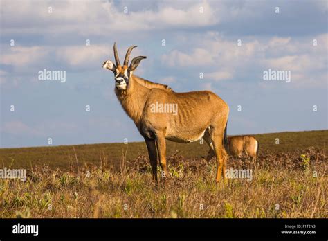 Roan Antelope Hippotragus Equinus Nyika National Park Malawi