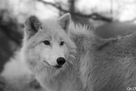 Wolf Wolves Photo 29803356 Fanpop