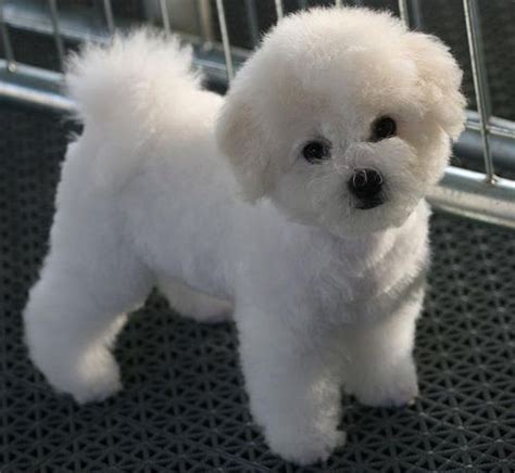 Bichon Frise Chihuahua Mix Puppies For Sale Pets Lovers