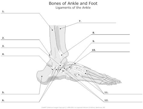 anatomy labeling worksheets - Google Search | I Heart Anatomy