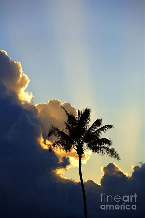 Vertical Tree Sunset Photograph By Ron Dahlquist Printscapes