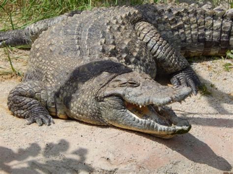%0 komi̇syon + tüm fiyatlarda kargo bedava ile satış kazancının hepsi senin! Traumdeutung Krokodil | Warum Krokodile im Traum ...