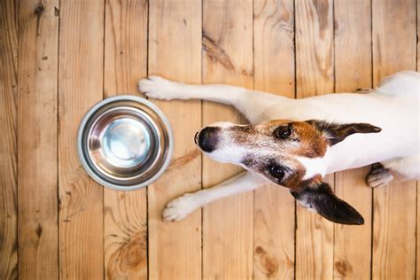 If you are looking for a vets choice health extension dog food then this is what you need for your pet. Health Extension Dog Food Review - Puppy Pointers
