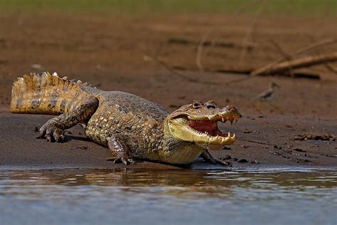 Crocodile Facts Animals Of The World Worldatlas