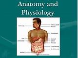Images of Human Anatomy And Physiology Online College Course