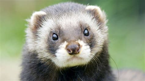 Conservationists Polecats Spreading Across Britain Bbc News