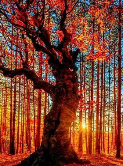 The Sun Shines Brightly Through The Trees In This Colorful Forest