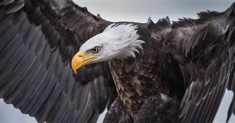 Does An Eagle Carry Its Young On Its Wings Answers In Genesis