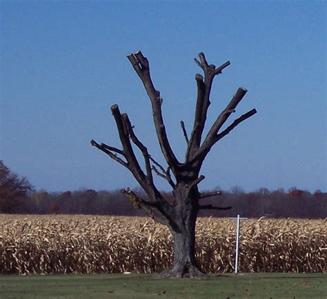 Bad Pruning Advanced Tree Health Ltd