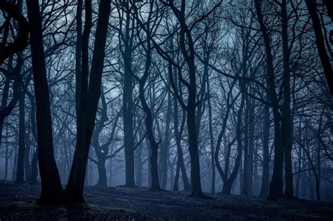 Premium Photo Misty Forest In Autumn