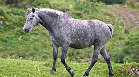 The irish elk, though, has one huge problem with contemporary ireland has few dangerous animals. 10 unique and amazing animals of Ireland | Connemara pony ...