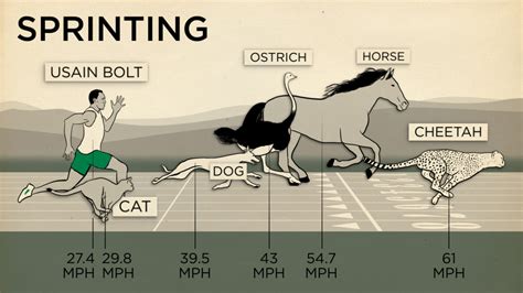 Fastest horse in the world. Humans Racing Horses: a Brief (and Futile) History
