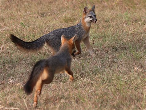 Pictures Of Foxes In Texas Pic Leg