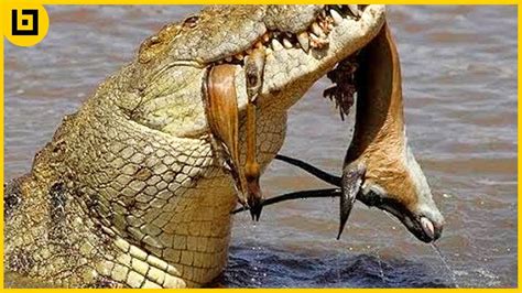 15 Epic Hunting Moments Of Huge And Merciless Crocodiles Simply
