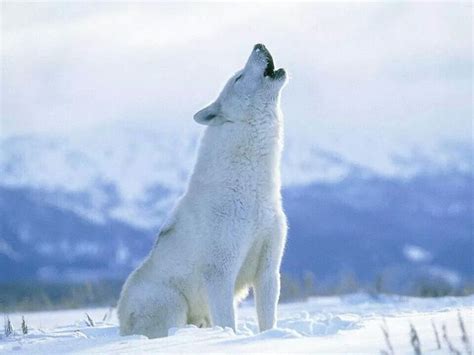 Pure White Wolf Unbelievably Free And Beautifuli Polar Wolf