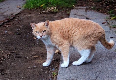 What to feed a stray cat. This is what happens to stray cats in Toronto