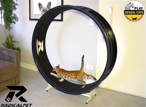Roda De Exercicios Para Gatos