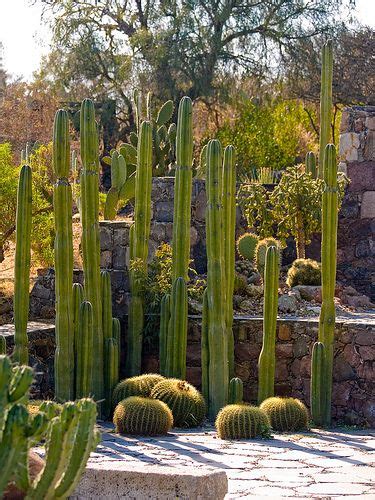 Rooting san pedro cactus, identify san pedro cactus, san pedro growing. Beautiful Cactus Garden | San pedro cacti, Garden design ...