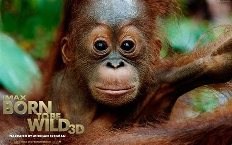 Ultimate guitar pro is a premium guitar tab service, available on pc, mac, ios and android. Born to Be Wild - Movies Wallpaper (25400520) - Fanpop