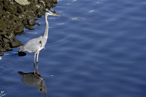 Blue Heron Standing Free Stock Photo Public Domain Pictures