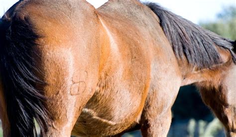 Check spelling or type a new query. Horse Branding - The Complete Guide | Helpful Horse Hints