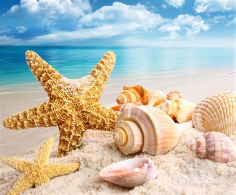 3 Seashells Sea Shell Ocean 8 X 10 8x10 Glossy 3 Photo Picture