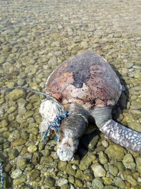 Dead Sea Turtle With Rope Tied On Its Neck Found In Cebu