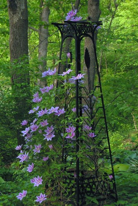 Beautiful Obelisk With Clematis Vine Diy Garden Trellis Beautiful
