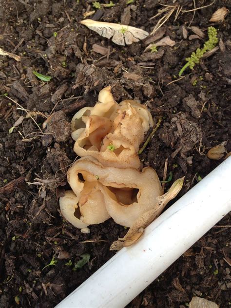 They are most successful in soils that are rich in organic matter. Mushrooms all over in vegetable garden - Mushroom Hunting ...