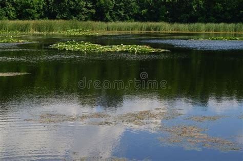 Lake With Lilies In The Wild Forest Stock Photo Image Of Flight Park