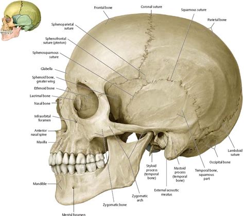 The simplest way to make the difference between the head and the face is to envision a ring that wraps around the head at the level the back of the head or occipital bone has four aesthetic bony regions. Bones of the Head - Atlas of Anatomy