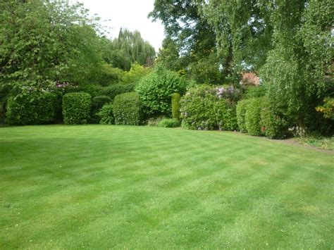 Large Rear Lawn With Green Shrubs The Lawn Man