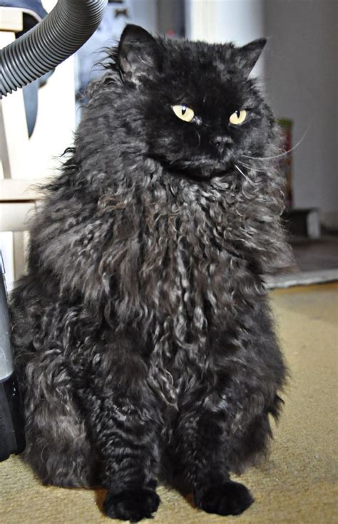 American curl kittens for sale & cats for adoption american curls are moderately active. The Unexposed Secret of Black Cats Breeds - Disk Trend ...