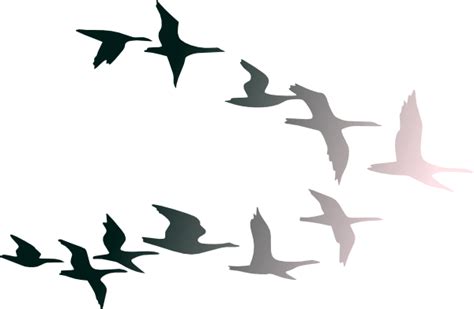 Free Flying Birds Cliparts Download Free Flying Birds Cliparts Png