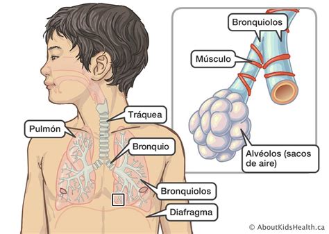 Fisioterapia Respiratoria Mantentuequilibrioes