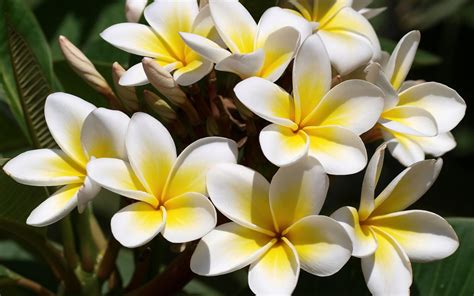 Once warmer temps return in spring, you can return the plants back outdoors. White yellow plumeria wallpaper | 1920x1200 | #32501