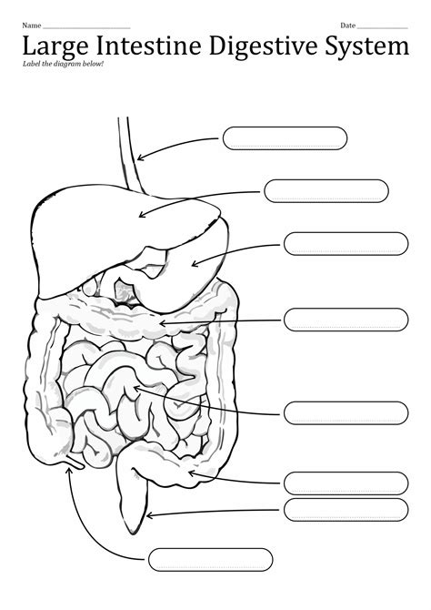 Medical Drawings Printable Worksheets Diagram System
