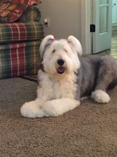 Our Girl Beulah Old English Sheepdog Cute Dogs Breeds Dog Breeds