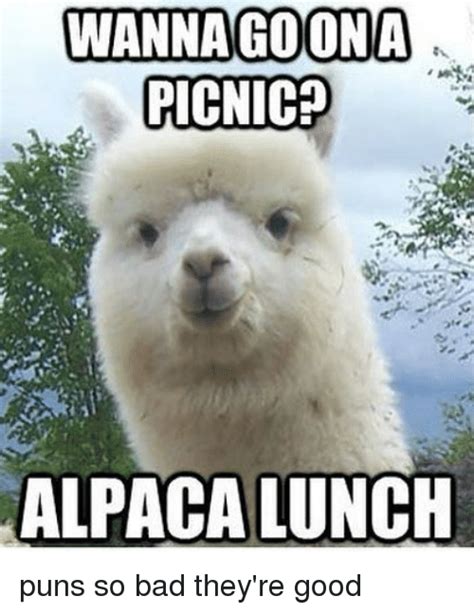 Wanna Goon A Picnic Alpaca Lunch Puns So Bad Theyre Good Bad Meme