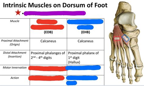 Intrinsic Muscles Of Dorsal Foot Diagram Quizlet