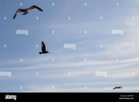Three Seagulls Flying Over The Sea Stock Photo Alamy