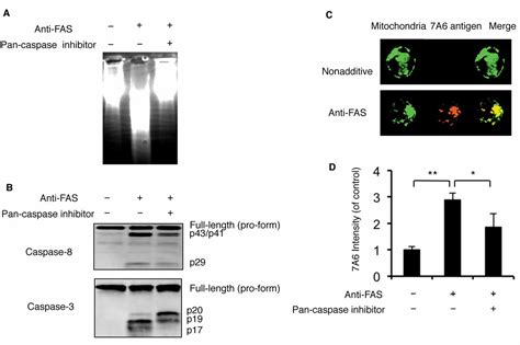 Caspase 6 Induces 7a6 Antigen Localization To Mitochondria During Fas