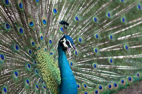 Male Peacock Displaying His Plume Feathers While Calling For A M
