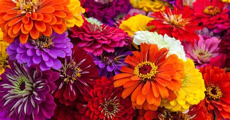 A Guide To The Different Types Of Zinnias Gardeners Path
