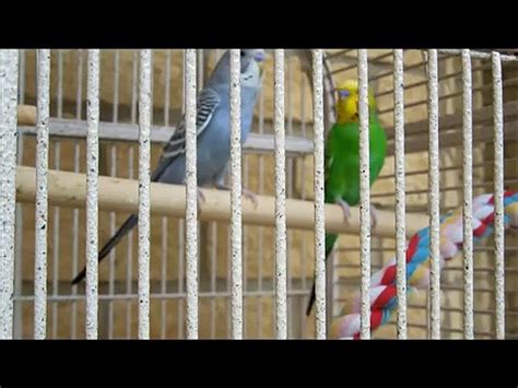 Budgies Talking Chirping Kissing Playing And Singing Funny Parakeets