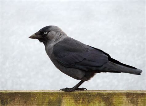 Free Picture Black Bird Raven Wildlife Beak Wild Feather Ground